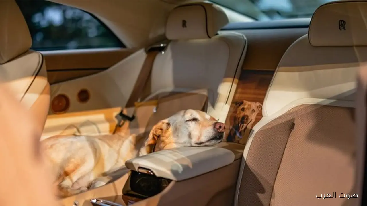 1762805003 أول كلب يمتلك عربية رولز رويس غالية ثمنها