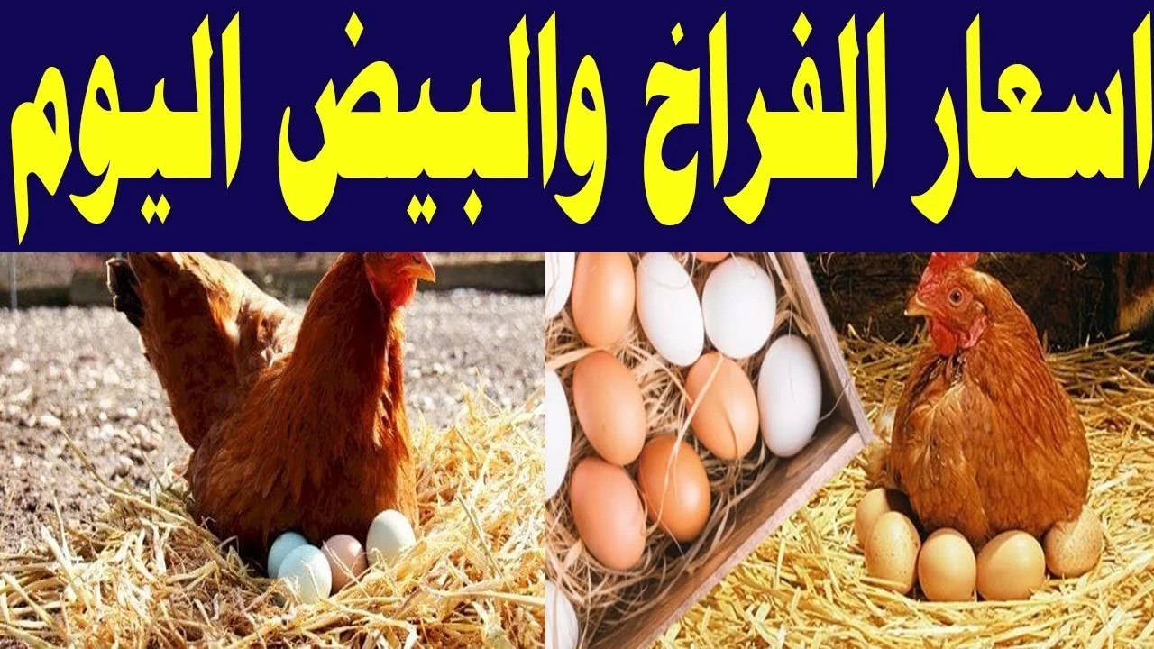 أسعار الفراخ والبيض اليوم