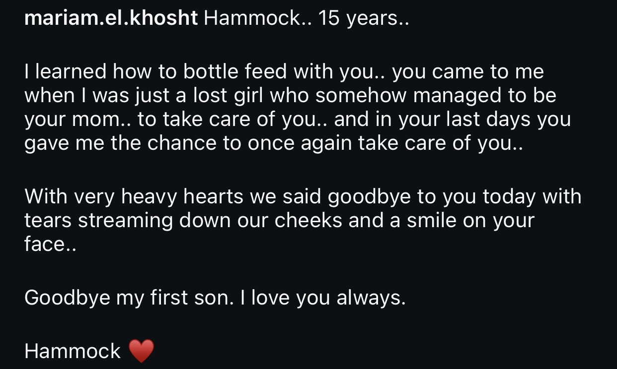 1763322914 193 مريم الخشت تودع كلبها برسالة مؤثرة بعد فقدانه