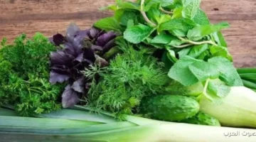 1763461527 أسعار الخضار والفاكهة في سوق العبور مستقرة شوية النهارده