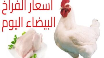 1763623938 أسعار الفراخ النهاردة الخميس 20 نوفمبر البانيه بـ200 جنيه