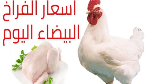 أسعار الفراخ النهاردة الخميس 20 نوفمبر: البانيه بـ200 جنيه