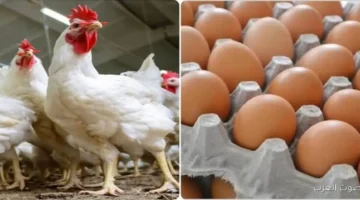 1763821714 أسعار الدواجن في السوق النهارده السبت 22 نوفمبر 2025