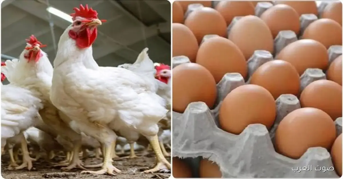 أسعار الدواجن في السوق النهارده السبت 22 نوفمبر 2025
