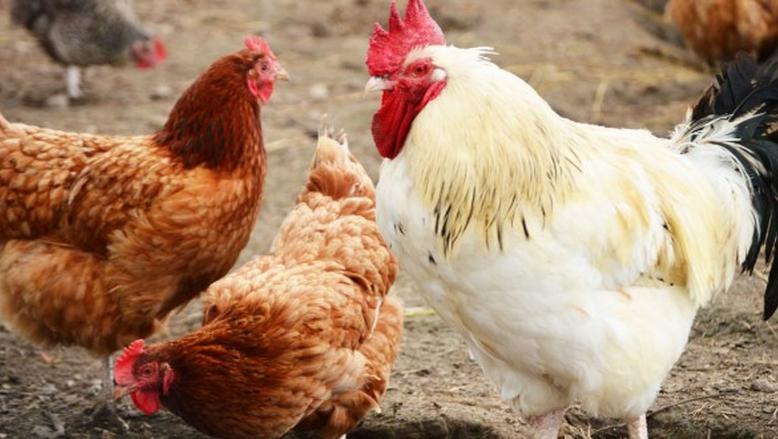 1763968538 768 أسعار الفراخ والبيض والبانيه النهارده الاثنين بكام؟