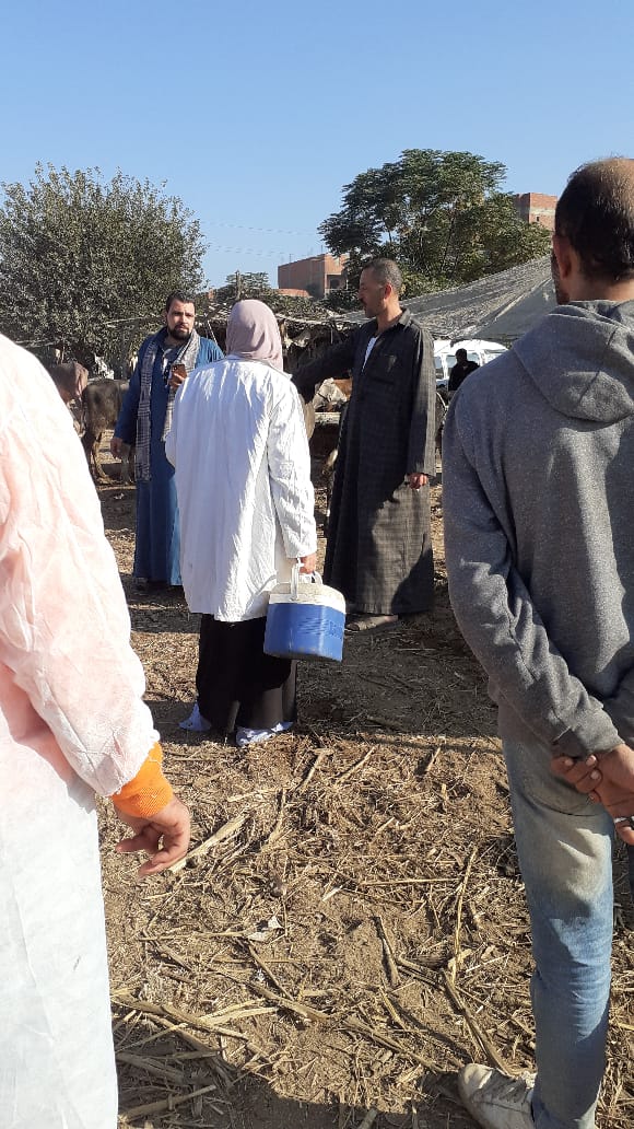 1764337519 101 الزراعة 75 مليون جرعة لتحصين الماشية من الحمى القلاعية وحمى