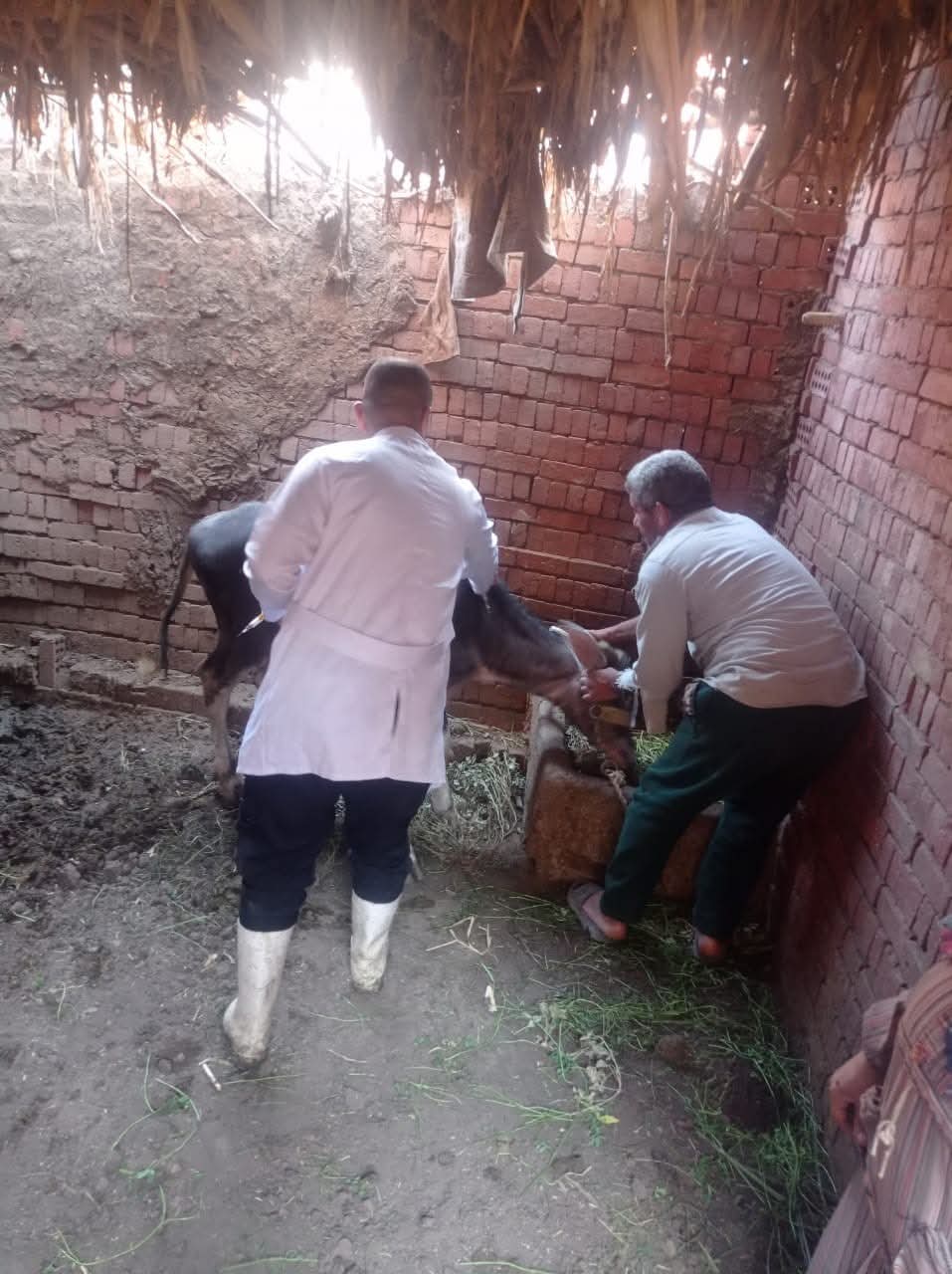 1764337519 351 الزراعة 75 مليون جرعة لتحصين الماشية من الحمى القلاعية وحمى