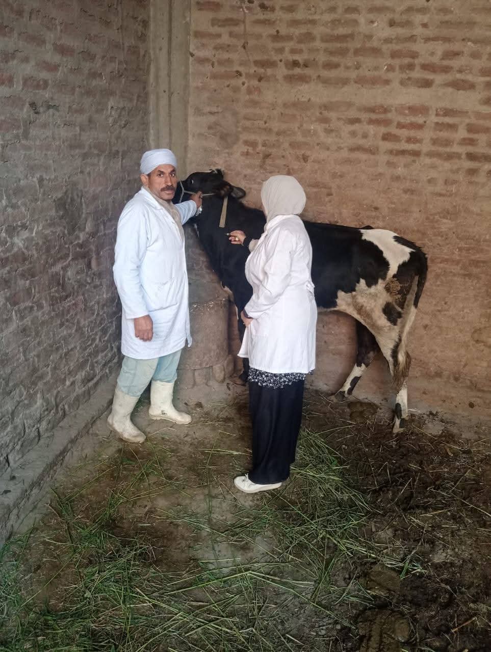 1764337519 430 الزراعة 75 مليون جرعة لتحصين الماشية من الحمى القلاعية وحمى