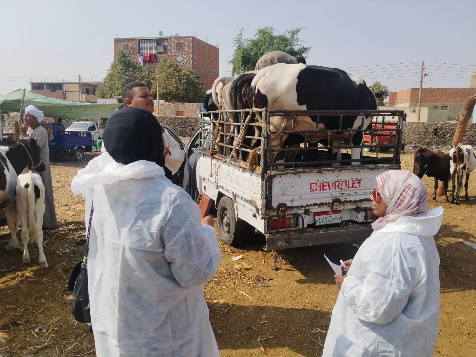 1764337519 958 الزراعة 75 مليون جرعة لتحصين الماشية من الحمى القلاعية وحمى