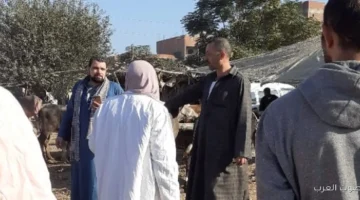 1764337520 الزراعة 75 مليون جرعة لتحصين الماشية من الحمى القلاعية وحمى