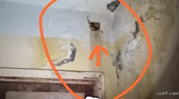 1764353249 مياه الصرف بتغرق جدران مدرسة في حلمية الزيتون وأهالي الطلبة