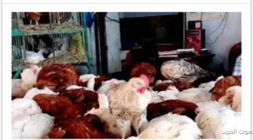 1764525153 حكومة بتتحرك بسرعة عشان تضبط أسعار الدواجن في الأسواق كل