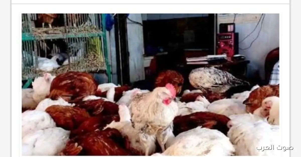 حكومة بتتحرك بسرعة عشان تضبط أسعار الدواجن في الأسواق.. كل التفاصيل