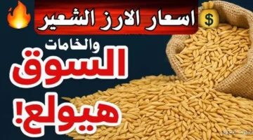 أسعار الأرز الشعير اليوم 1