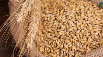 أسعار الأرز الشعير اليوم