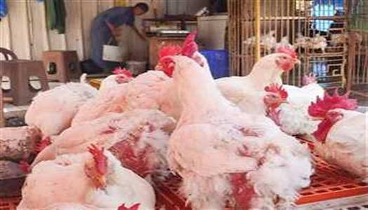 أسعار الدواجن النهارده الخميس الفراخ البيضاء بـ60 جنيه