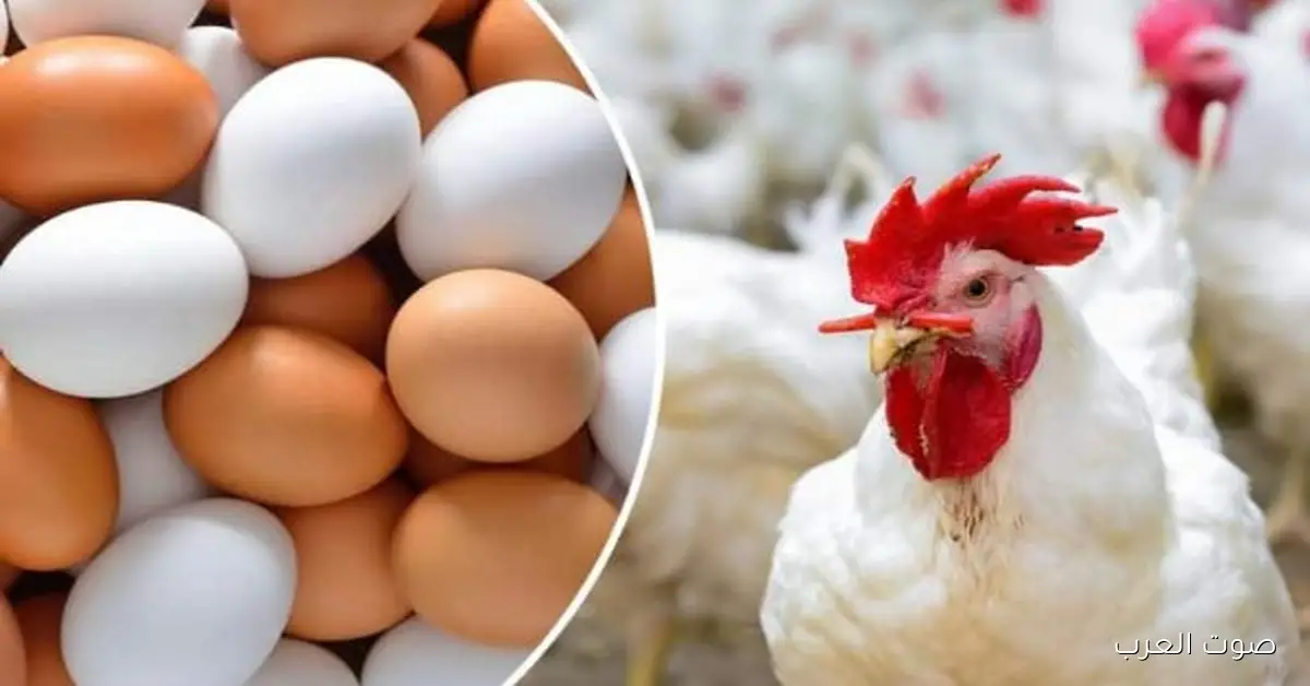 أسعار الدواجن بتتراجع في الأسواق بسبب وفرة المعروض