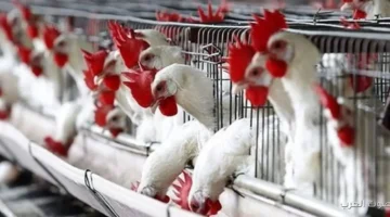 أسعار الدواجن بتنزل تاني النهارده وفي مفاجأة بخصوص سعر البيض