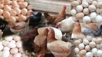 أسعار الدواجن نزلت بشكل مفاجئ والمربين بيفكروا ينسحبوا من السوق