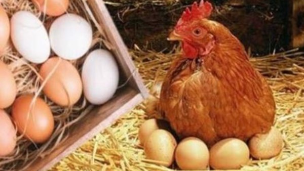 أسعار الدواجن والبانيه نزلت النهارده السبت.. شوف الكيلو بقى بكام؟