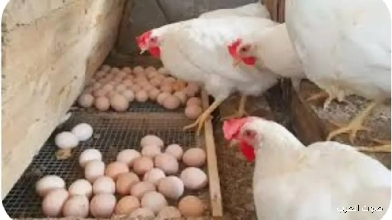 أسعار الدواجن والبيض ثابتة في الأسواق النهارده