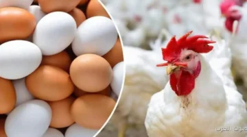 أسعار الدواجن والبيض في الأسواق دلوقتي في مفاجأة للجميع