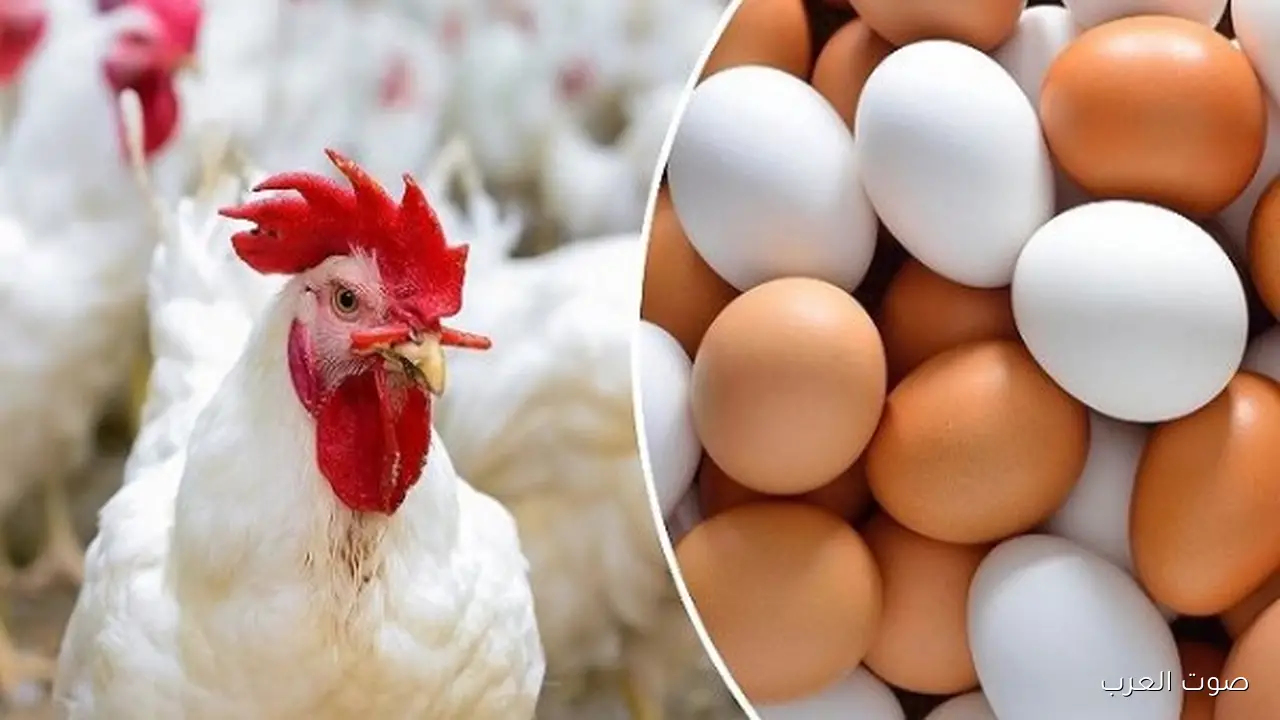 أسعار الدواجن والطيور مستقرة النهارده الثلاثاء 11 نوفمبر