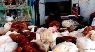 أسعار الدواجن وكرتونة البيض النهارده السبت 15 11 2025