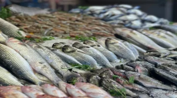 أسعار السمك النهارده الأربعاء 19 نوفمبر 2025