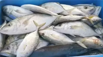 أسعار السمك النهارده الاثنين 24 11 2025