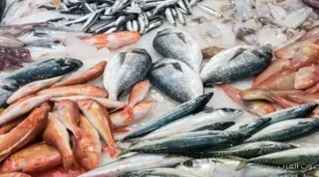 أسعار السمك اليوم