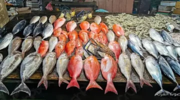 أسعار السمك اليوم للمستهلك