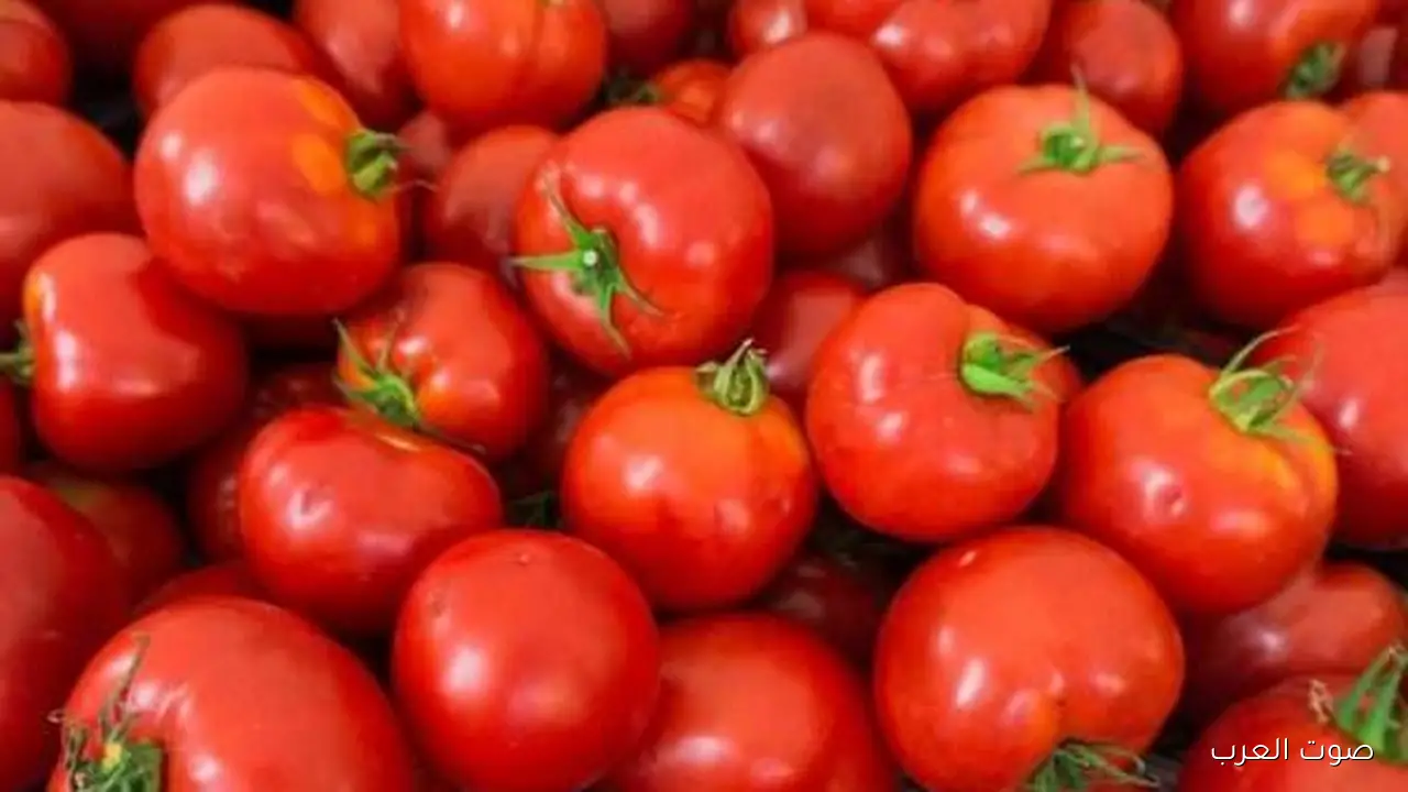 أسعار الطماطم تزعج الفلاحين والزراعة توضح الأسباب