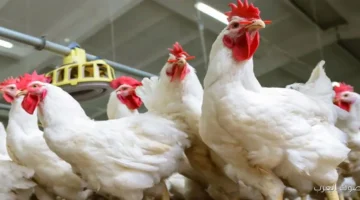 أسعار الفراخ البيضاء في بورصة الدواجن اليوم