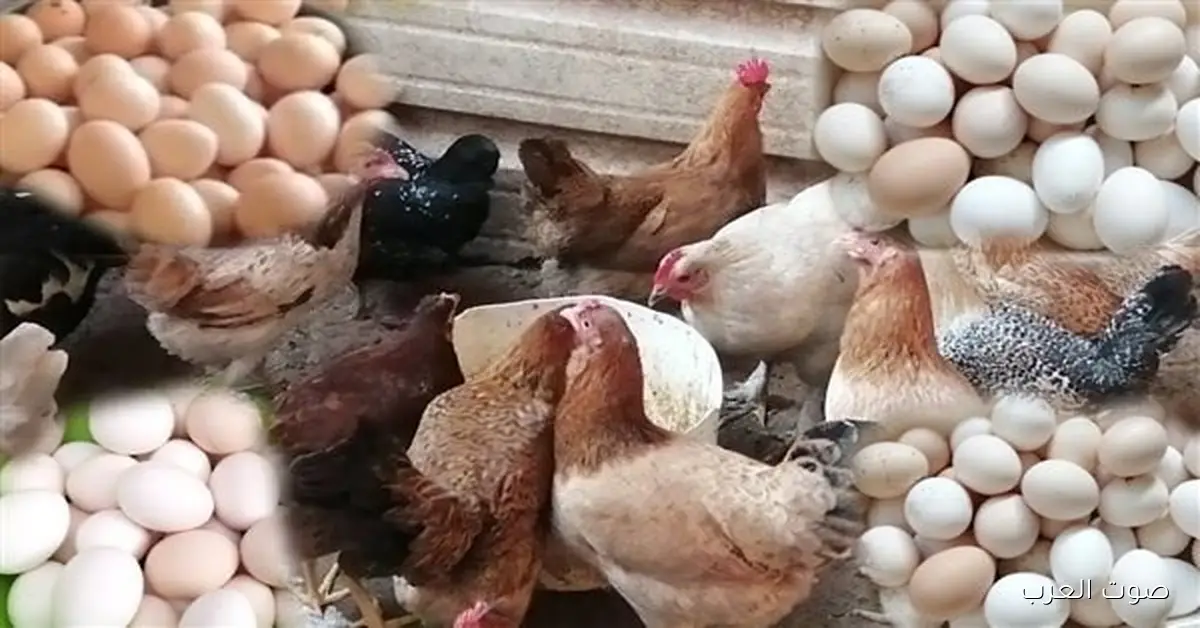 أسعار الفراخ النهاردة الأربعاء 19 نوفمبر 2025