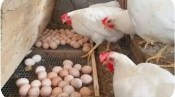 أسعار الفراخ النهاردة الاثنين 24 نوفمبر 2025