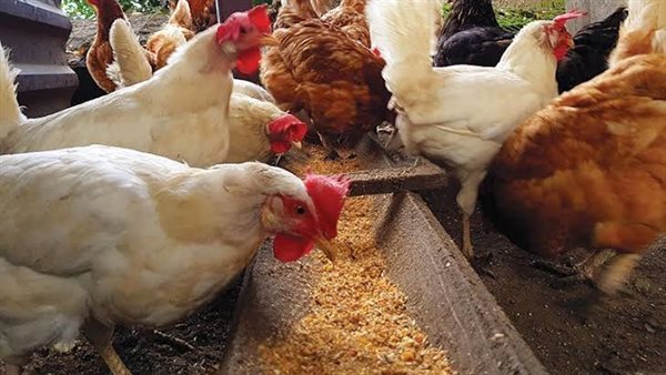 أسعار الفراخ البلدي