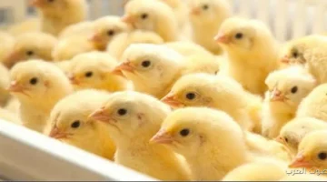 أسعار الكتاكيت