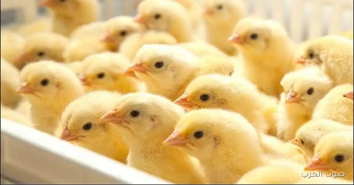 للمٌربييــــن .. سعر الكتكوت الأبيض اليوم عمر يوم في الشركات الكبري