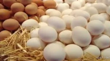 أسعار كرتونة البيض نزلت بشكل كبير اليوم السبت، ومفاجأة للجميع