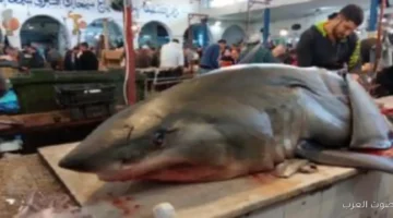 أسماك القرش في تونس بقت هدف للصيادين