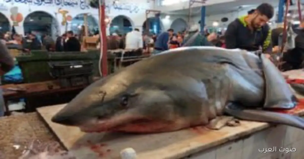 أسماك القرش في تونس بقت هدف للصيادين
