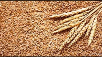 الارز الشعير