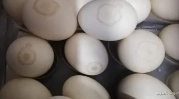 البانيه بقى رخيص أسعار الدواجن النهاردة الخميس مفاجأة