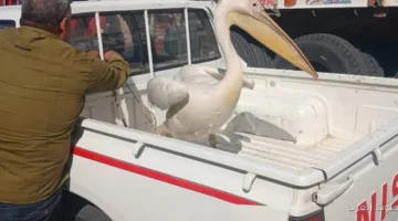 البيئة بتبدأ حملة كبيرة لجمع طيور البجع على طريق السخنة