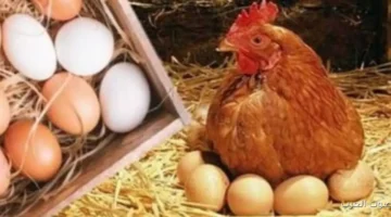 البيض رخص 50 جنيه أسعار الدواجن والبانيه النهارده الإثنين