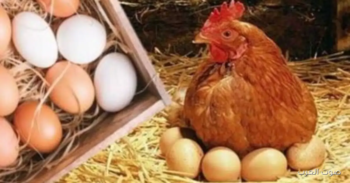 البيض رخص 50 جنيه.. أسعار الدواجن والبانيه النهارده الإثنين