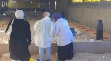 الخدمات البيطرية بتحصن 15 مليون طائر في المحافظات خلال شهر