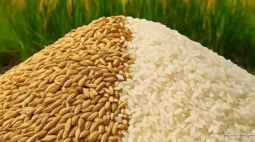 الرز الشعير