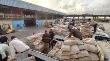 الزراعة تبدأ توصيل تقاوي البطاطس للمزارعين حسب أولوية الحجز